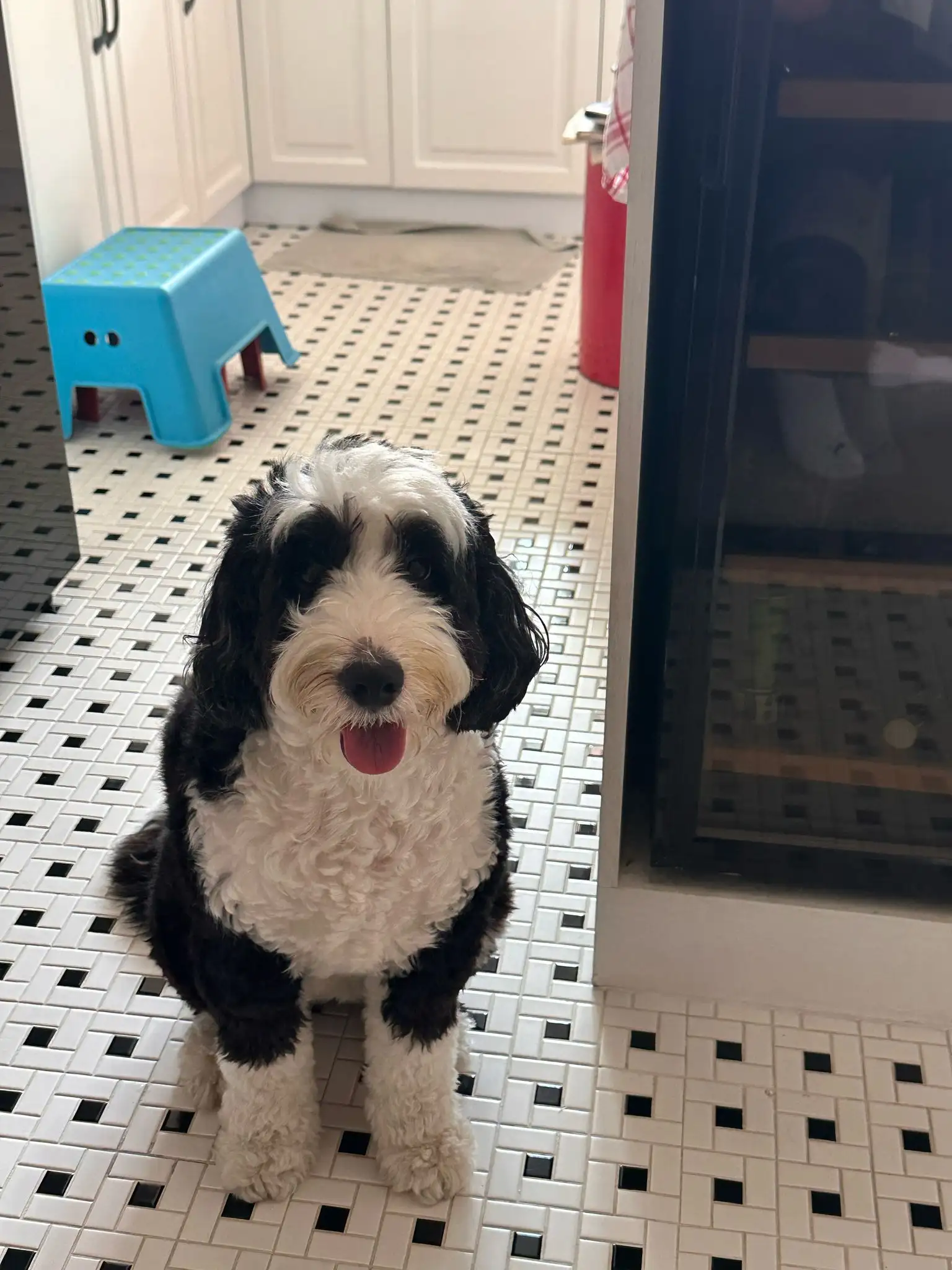 Pet y